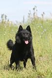 SCHIPPERKE 029